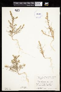 Salsola tragus image