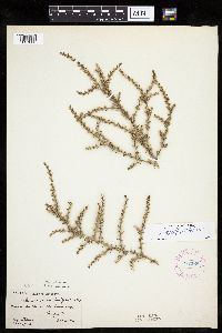 Salsola tragus image
