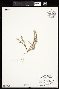 Salsola tragus image