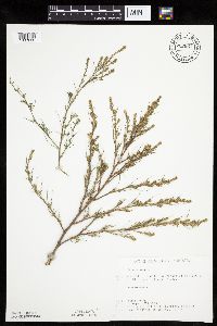 Salsola tragus image