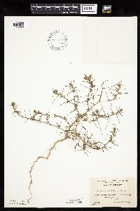 Salsola tragus image