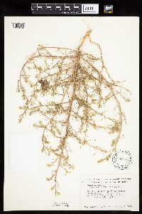 Salsola tragus image