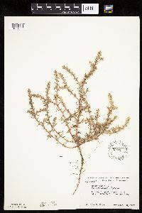 Salsola tragus image
