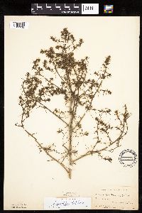 Salsola tragus image