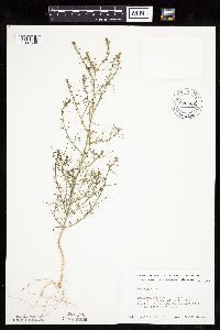 Salsola tragus image