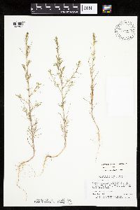 Salsola tragus image