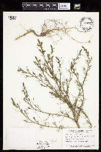 Salsola tragus image