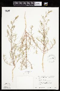 Salsola tragus image