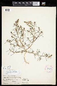 Salsola tragus image