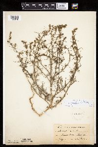 Salsola tragus image