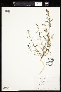 Salsola tragus image