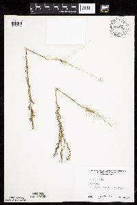 Salsola tragus image