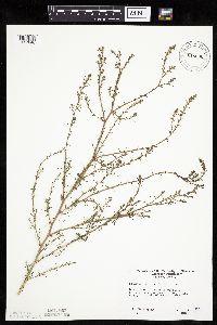 Salsola tragus image