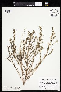 Salsola tragus image