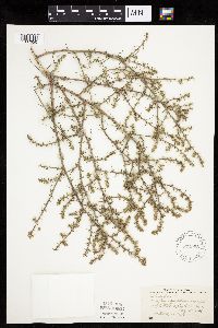 Salsola tragus image