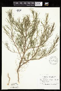 Salsola tragus image