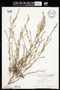 Salsola tragus image