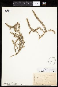 Salsola tragus image
