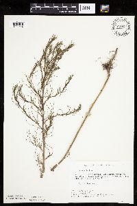 Salsola tragus image
