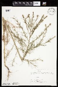 Salsola tragus image