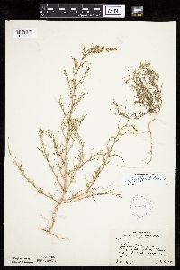 Salsola tragus image