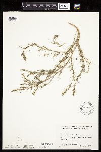 Salsola tragus image