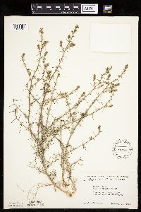 Salsola tragus image