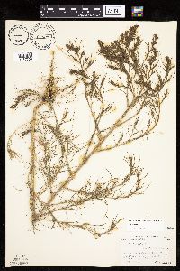 Salsola tragus image