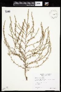 Salsola tragus image
