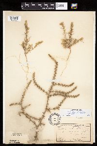 Salsola tragus image