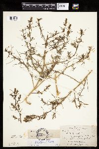 Salsola tragus image