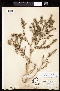 Salsola tragus image