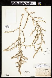 Salsola tragus image