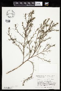 Salsola tragus image