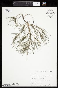 Salsola tragus image