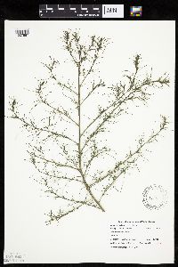Salsola tragus image