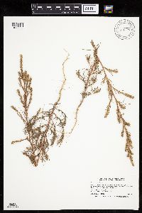 Salsola tragus image