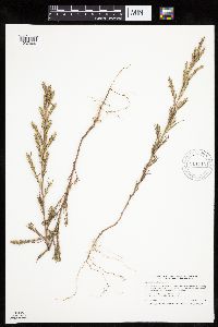 Salsola tragus image