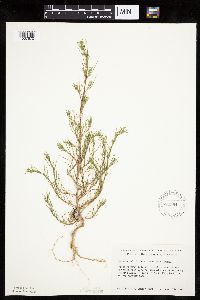 Salsola tragus image
