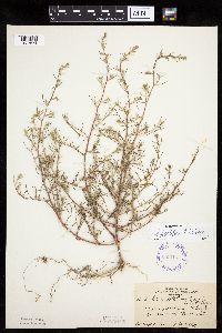 Salsola tragus image