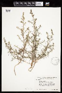 Salsola tragus image