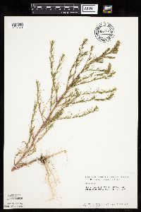 Salsola tragus image