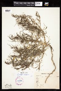 Salsola tragus image