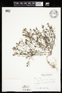 Salsola tragus image