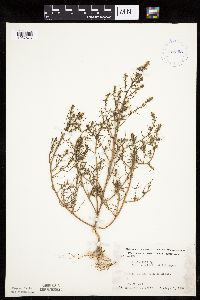 Salsola tragus image