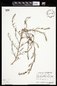 Salsola tragus image