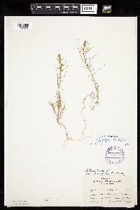 Salsola tragus image