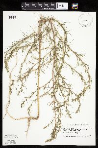 Salsola tragus image