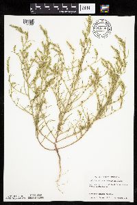 Salsola tragus image