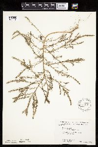 Salsola tragus image